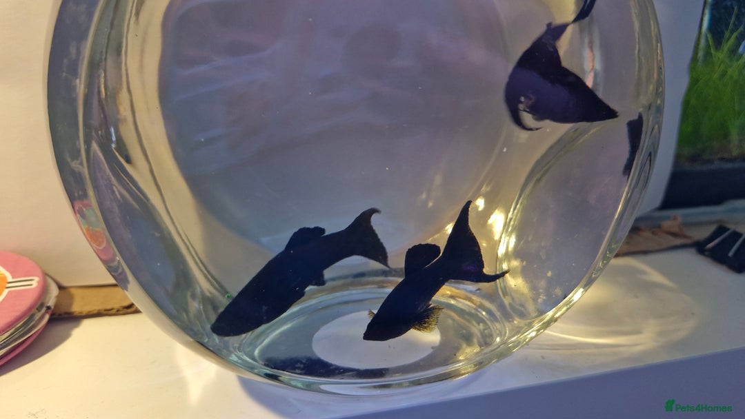 Mollies fish for sale: Mollies- 2 male, 1 female - Advert 1