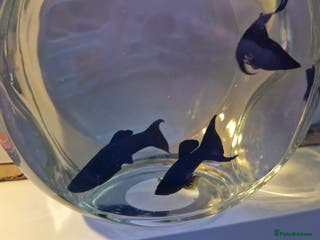 Mollies fish Mollies- 2 male, 1 female - Advert 9