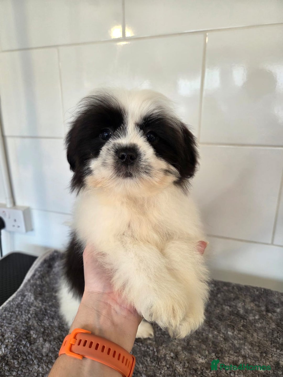 Lhasa Apso dogs for sale: Lhasa Apso Puppies - Advert 8