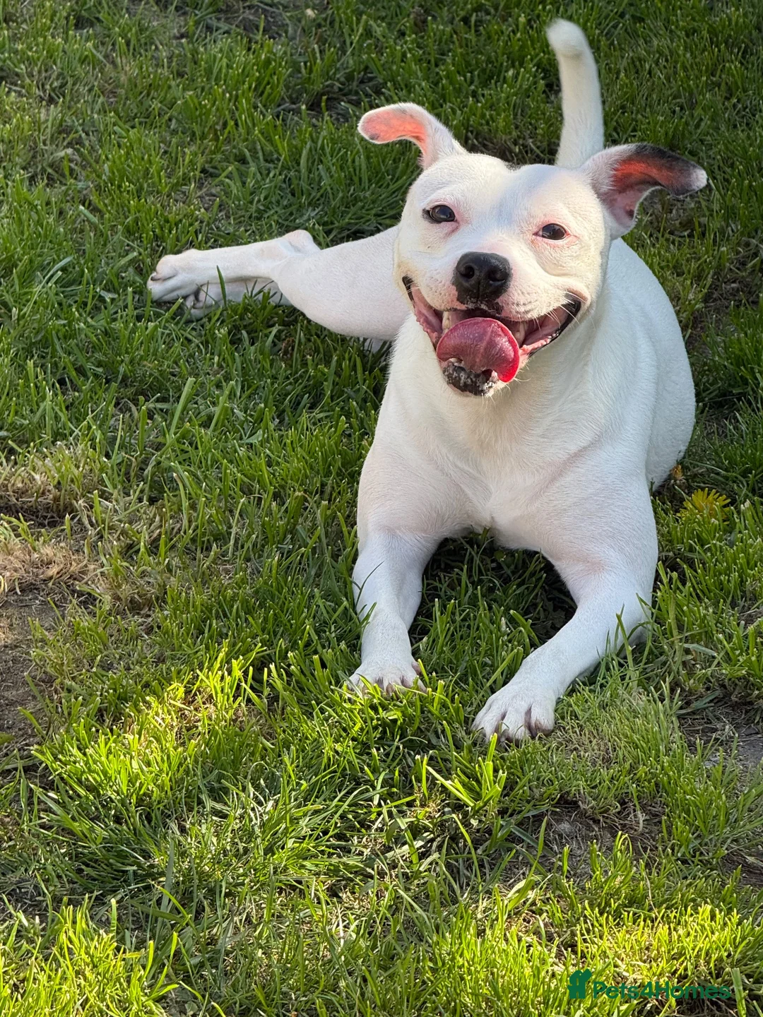 Staffordshire Bull Terrier dogs for sale: Winnie Needs A New Home - Advert 3