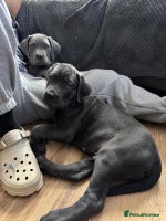 Mixed Breed dogs Mastiff pups for sale - Advert 2