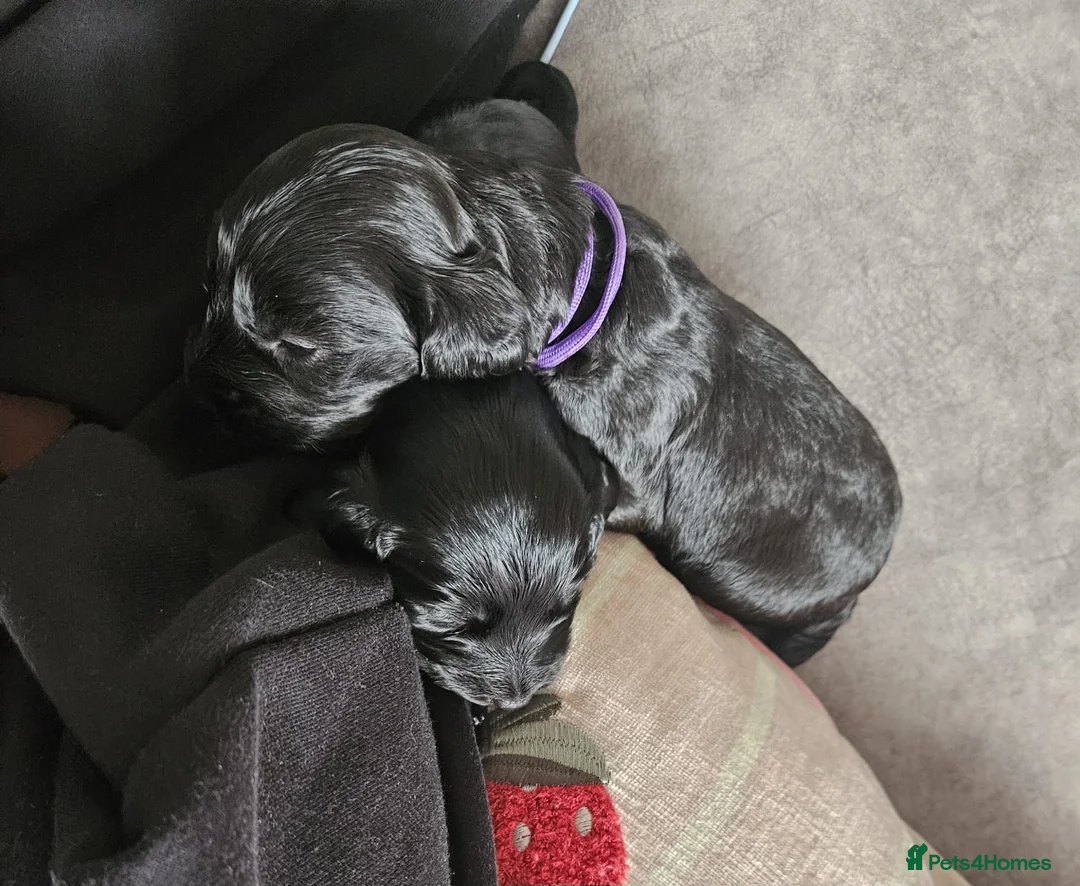 Cockapoo dogs for sale: Cockapoo puppies - Advert 2