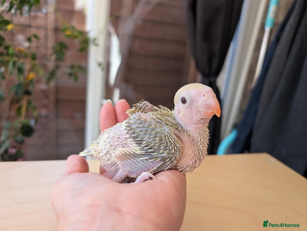 Ringnecks birds for sale: Handreared Indian ringnecks  - Advert 1