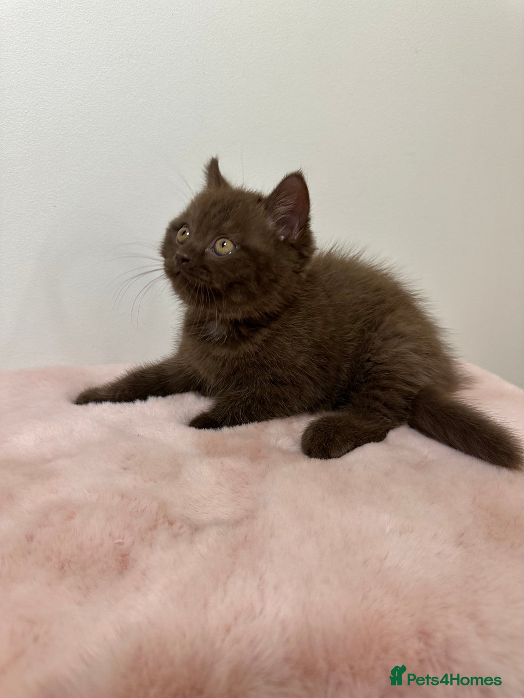 British Shorthair cats for sale: British Shorthair Chunky Chocolate Kittens🐻 - Advert 7