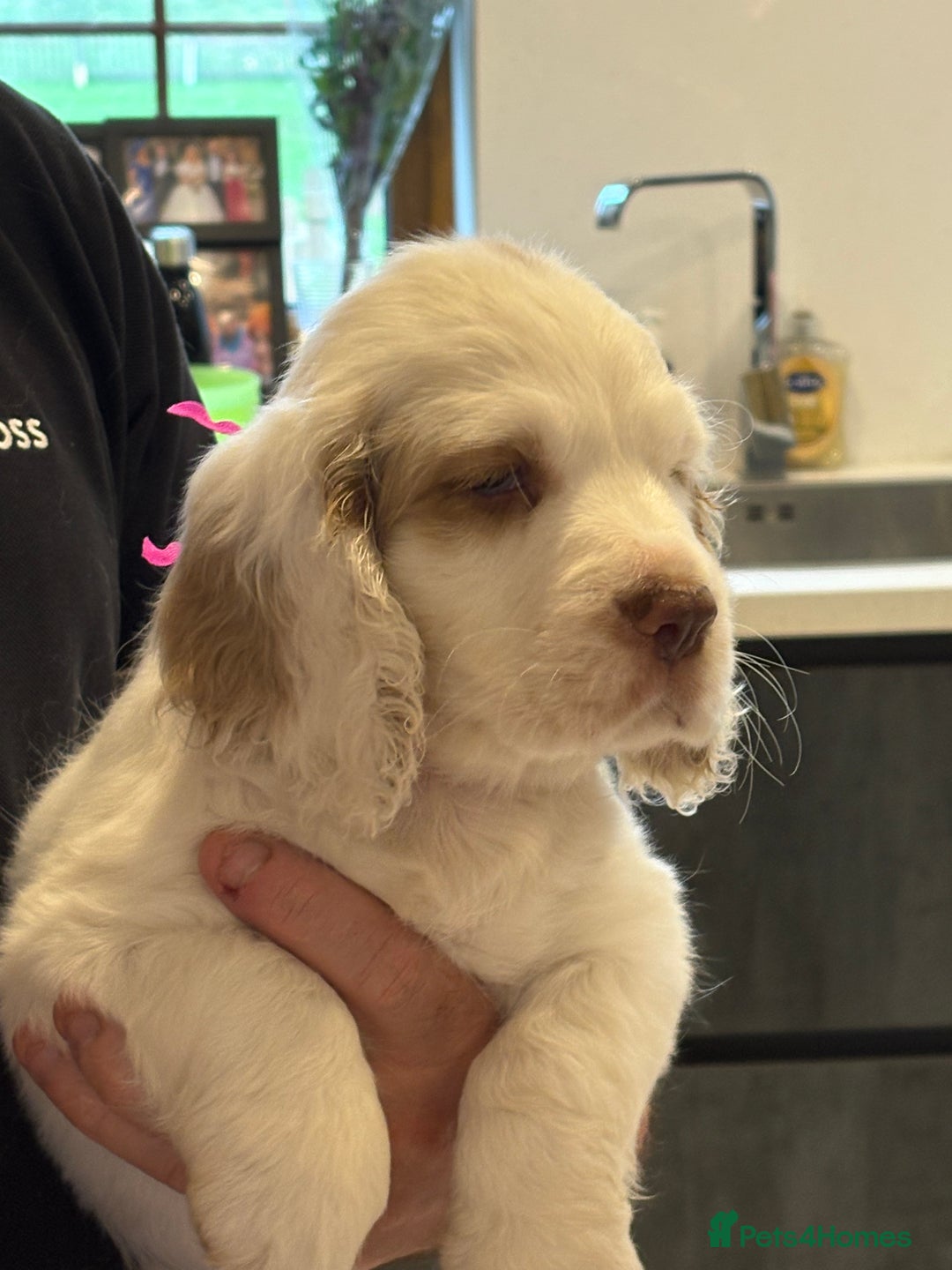 Clumber Spaniel dogs for stud: KC Clumber Spaniel Stud Dog in Doncaster - Advert 5