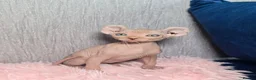 Sphynx cats for sale: 🐾 Gorgeous Sphynx Kittens – Reservations Open! 🐾 - Advert 31
