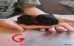 Guinea Pig rodents for sale: Baby guinea pigs - Image 6