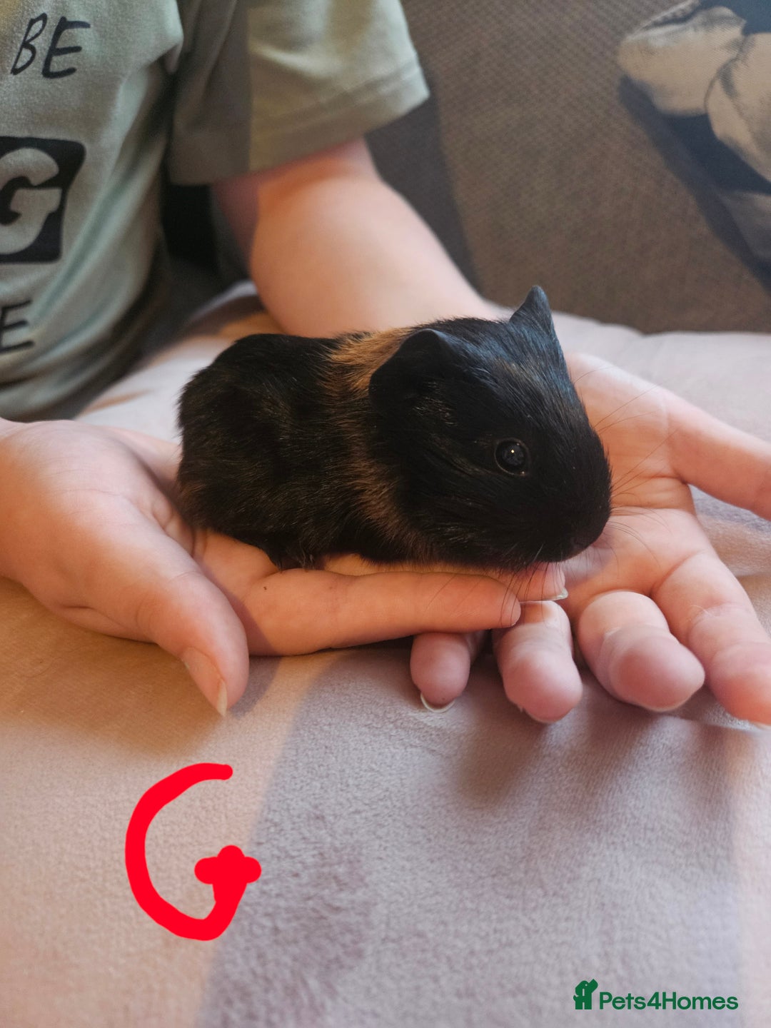 Guinea Pig rodents for sale: Baby guinea pigs - Image 6