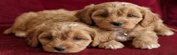Cavapoo dogs for sale: Cavapoo Puppies looking for their forever homes - Advert 12