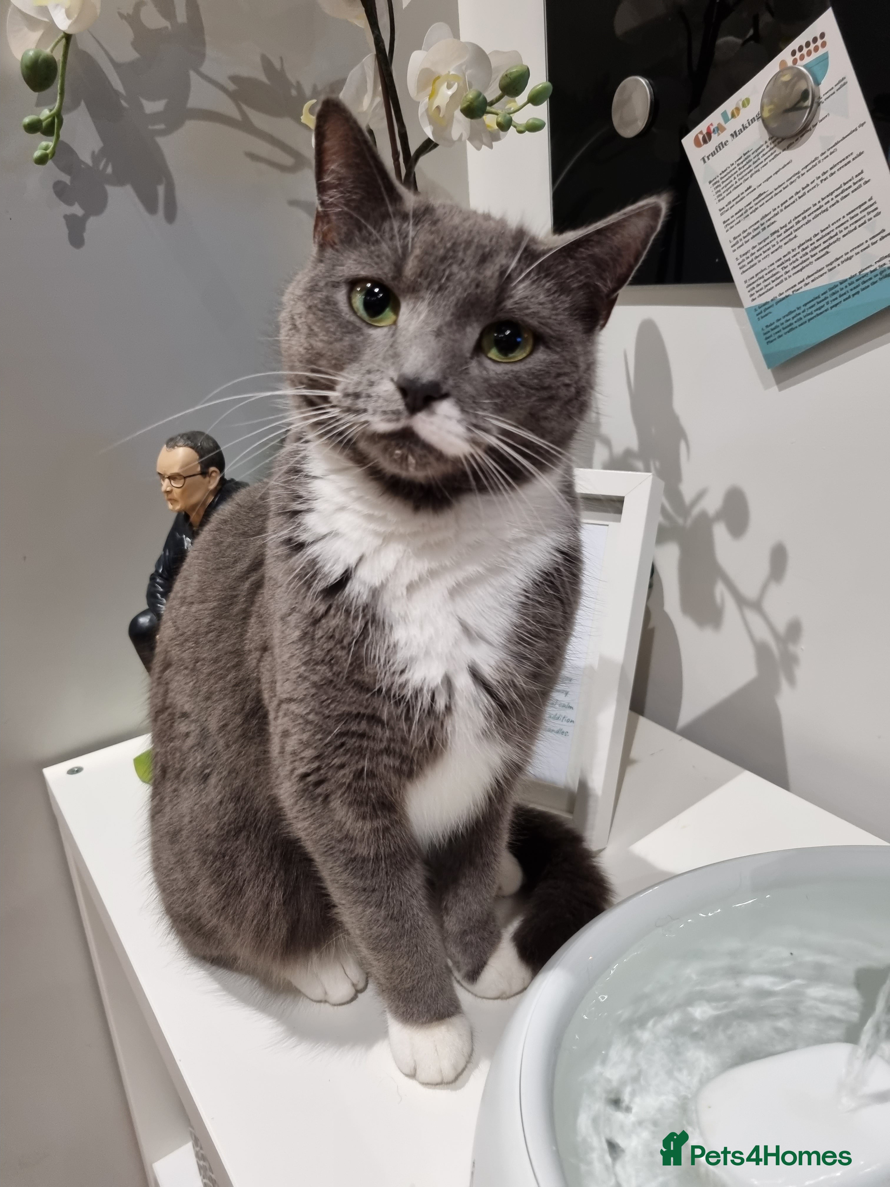 Mixed Breed cats Luna - New Home Required - Advert 1