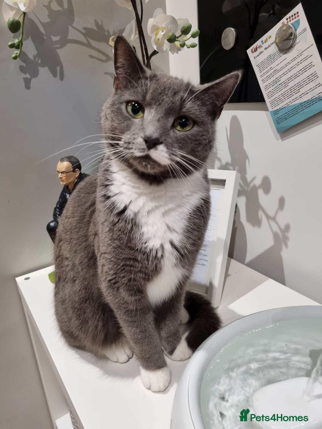 Mixed Breed cats for sale: Luna - New Home Required - Advert 1