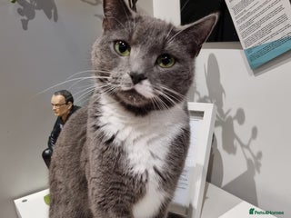 Mixed Breed cats Luna - New Home Required - Advert 2