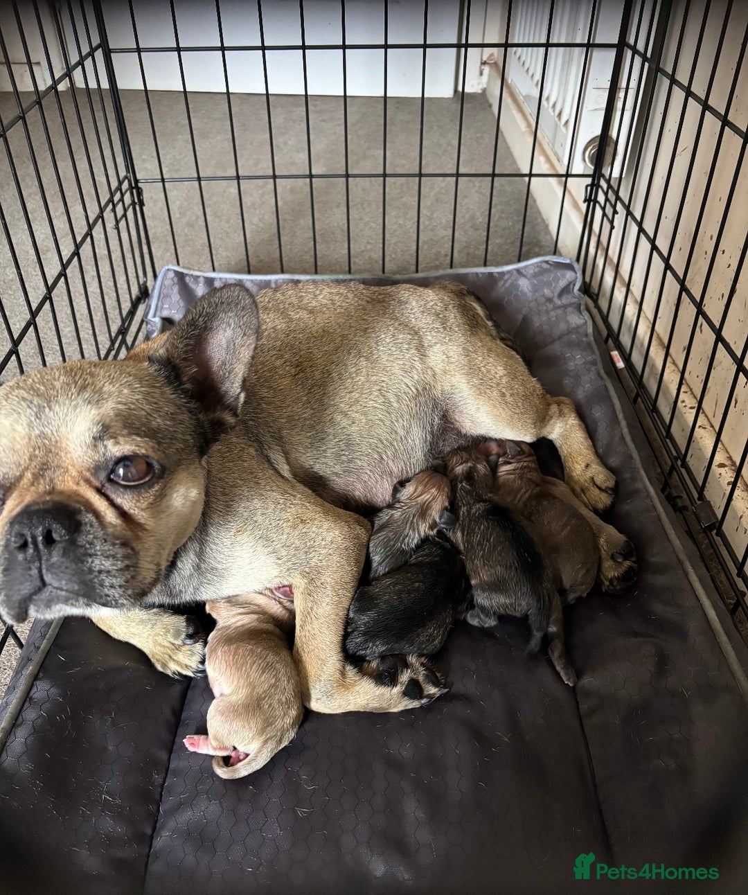 Frug dogs for sale: Can you offer Lulu a new forever home ? - Image 3