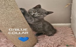 British Shorthair cats for sale: 8 Pedigree British Shorthair Kittens Blue Lilac  - Image 10