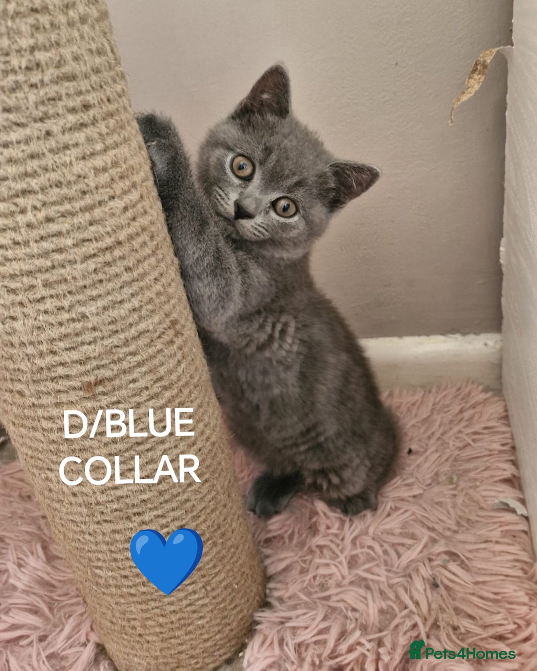British Shorthair cats for sale: 8 Pedigree British Shorthair Kittens Blue Lilac  - Image 10