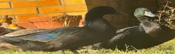 Ducks poultry for sale: Drake Cayugas in Daventry - Advert 2