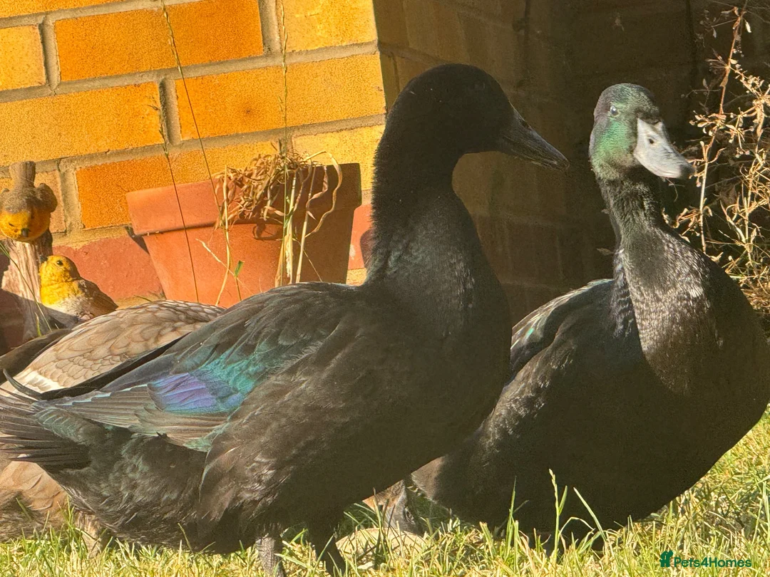 Ducks poultry for sale: Drake Cayugas in Daventry - Advert 2