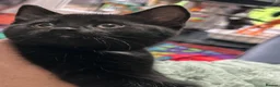 Domestic Shorthair cats for sale: 5 Beautiful kittens, READY TO GO!  - Advert 23
