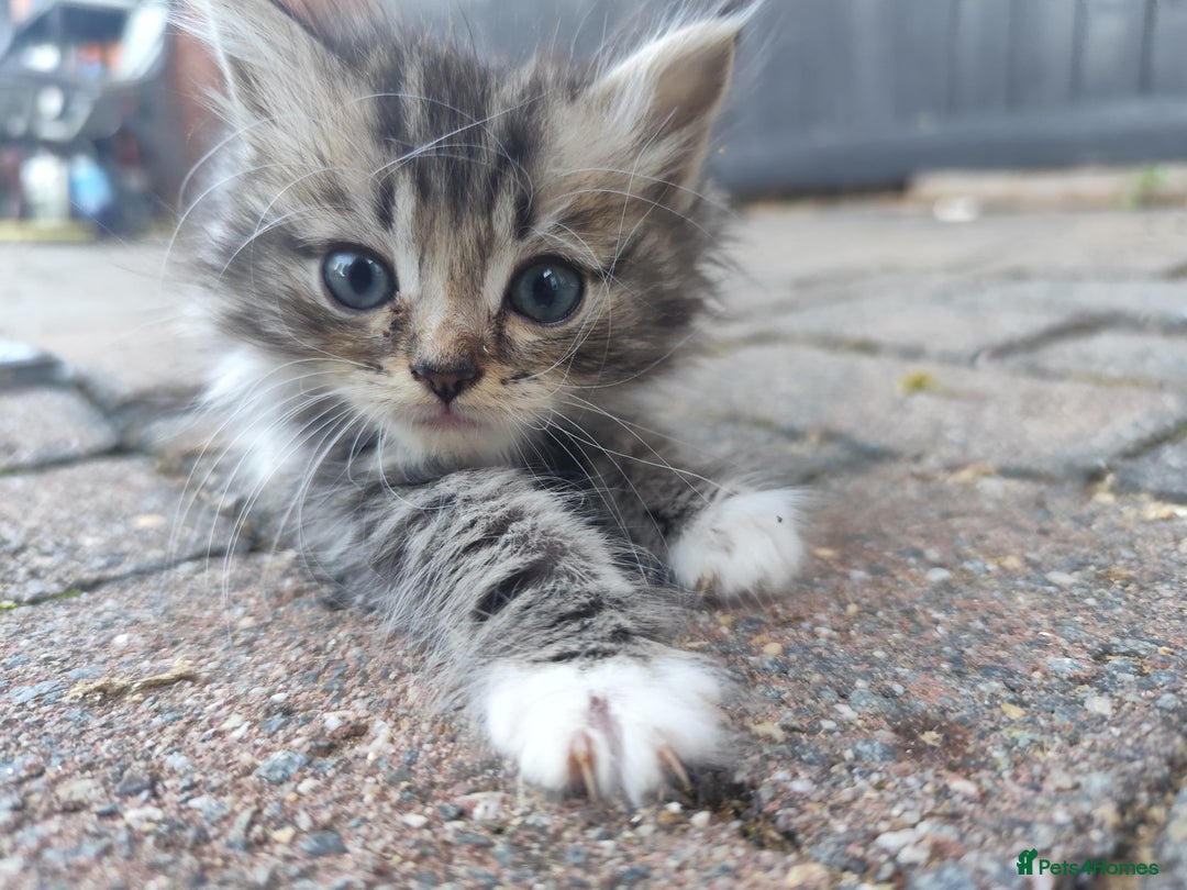 Ragdoll cats for sale: Persian ragdoll - Image 18