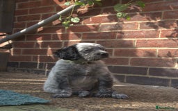 Mixed Breed dogs for sale: Merle Sprollies/Cotralian - Image 11