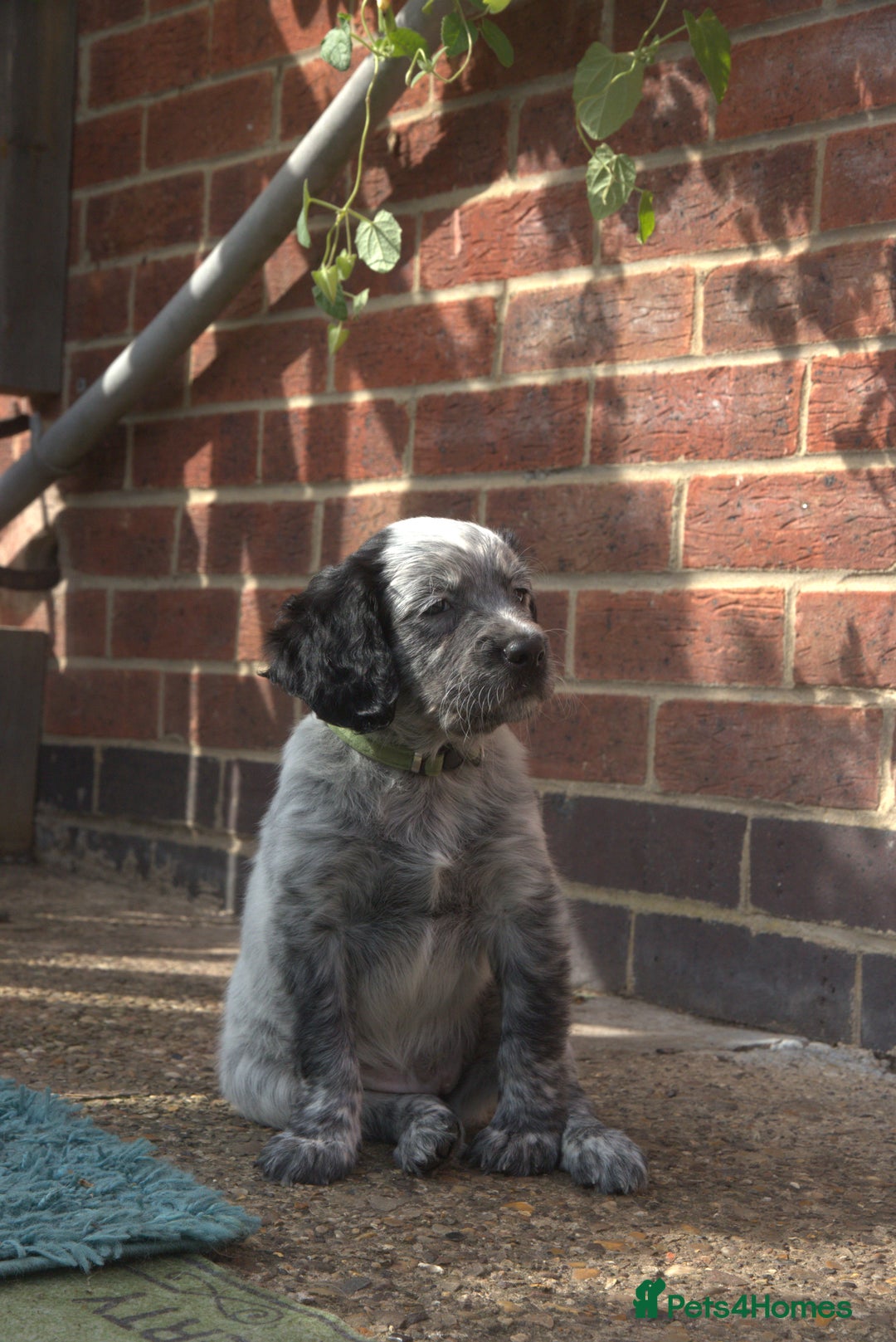 Mixed Breed dogs for sale: Merle Sprollies/Cotralian - Image 11