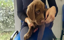 Springador dogs for sale: Quality Springador puppies for sale  - Image 4