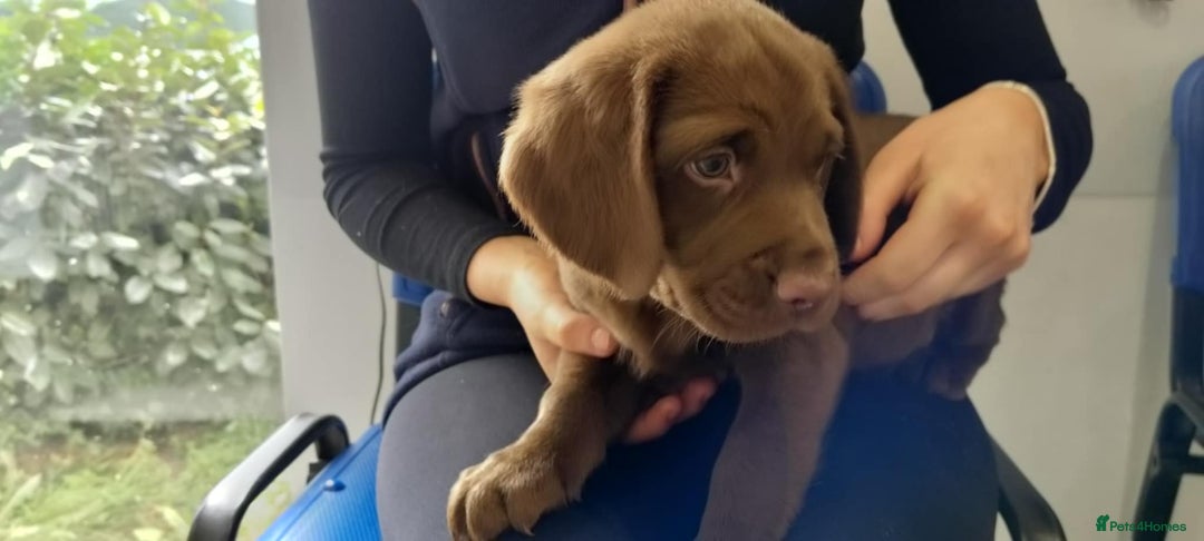 Springador dogs for sale: Quality Springador puppies for sale  - Image 4