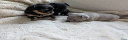 Chihuahua dogs for sale: 3 beautiful chihuahua puppies  - Advert 35