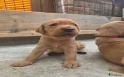 Labrador Retriever dogs for sale: 1 BOY LEFT!! Fox Red Labrador - Working Lines - Image 20