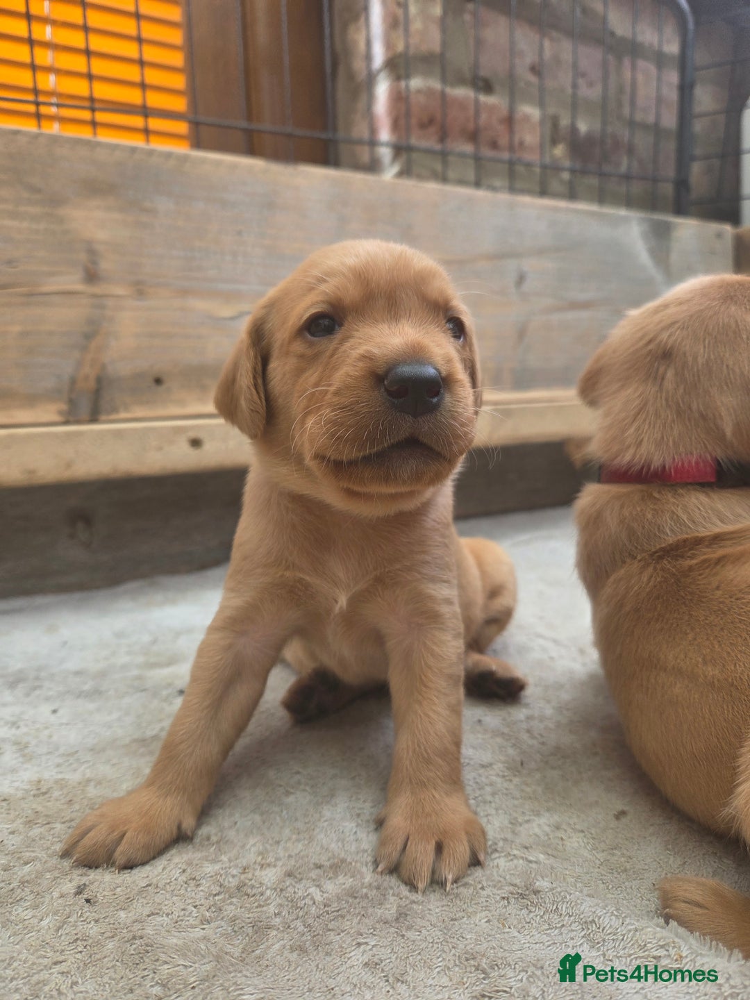 Labrador Retriever dogs for sale: 1 BOY LEFT!! Fox Red Labrador - Working Lines - Image 20