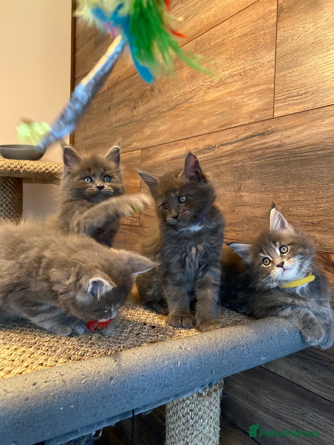 Maine Coon cats for sale: First Litter 6 Pure Maine Coon Kittens - Image 11
