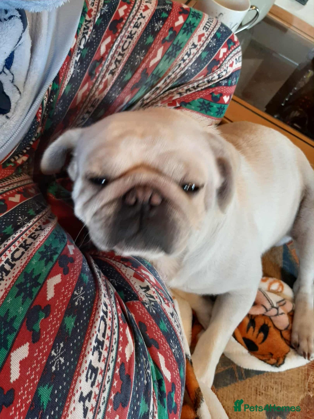 Pug dogs for sale: Male pug  - Image 3