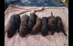 Labrador Retriever dogs for sale: Beautiful chocolate & black labrador puppies  - Image 1