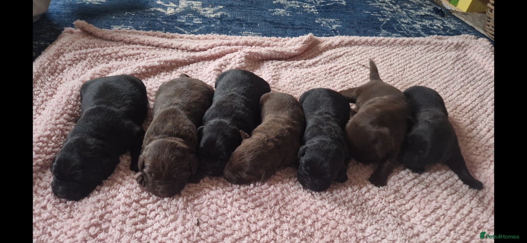 Labrador Retriever dogs for sale: Beautiful chocolate & black labrador puppies  - Image 1