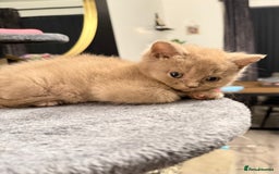 British Shorthair cats for sale: 2 Girls 3 Boys British Shorthairs - Image 3