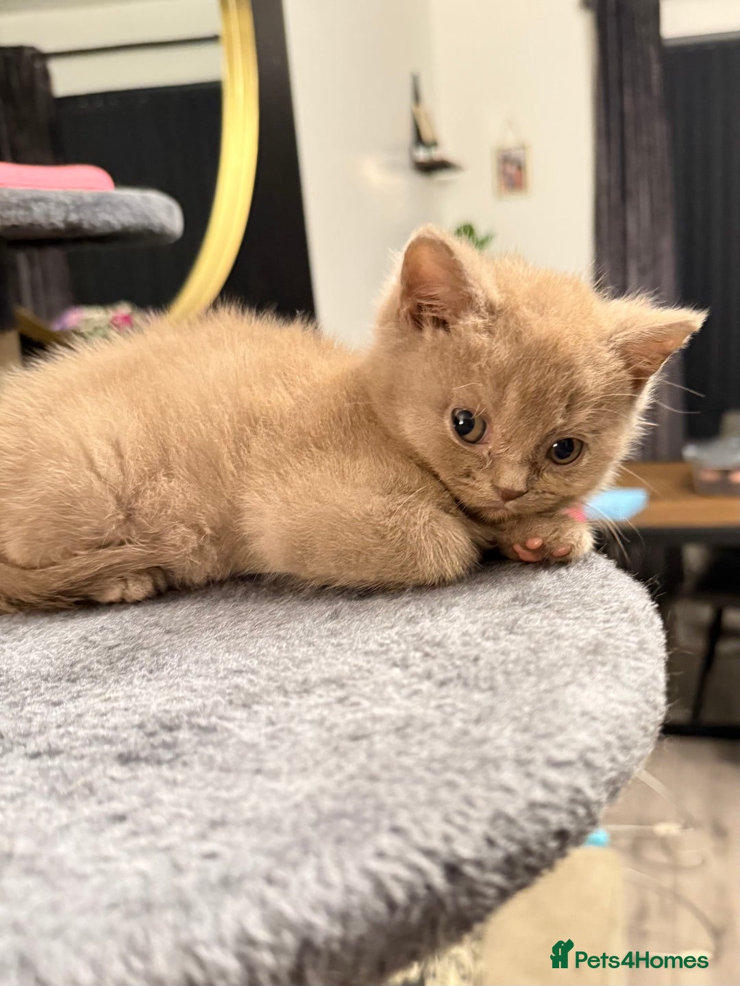 British Shorthair cats for sale: 2 Girls 3 Boys British Shorthairs - Image 3