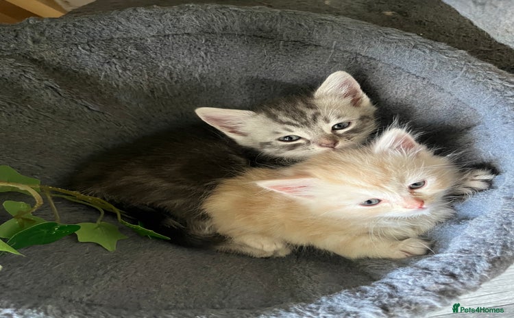 Mixed Breed cats - Advert 13