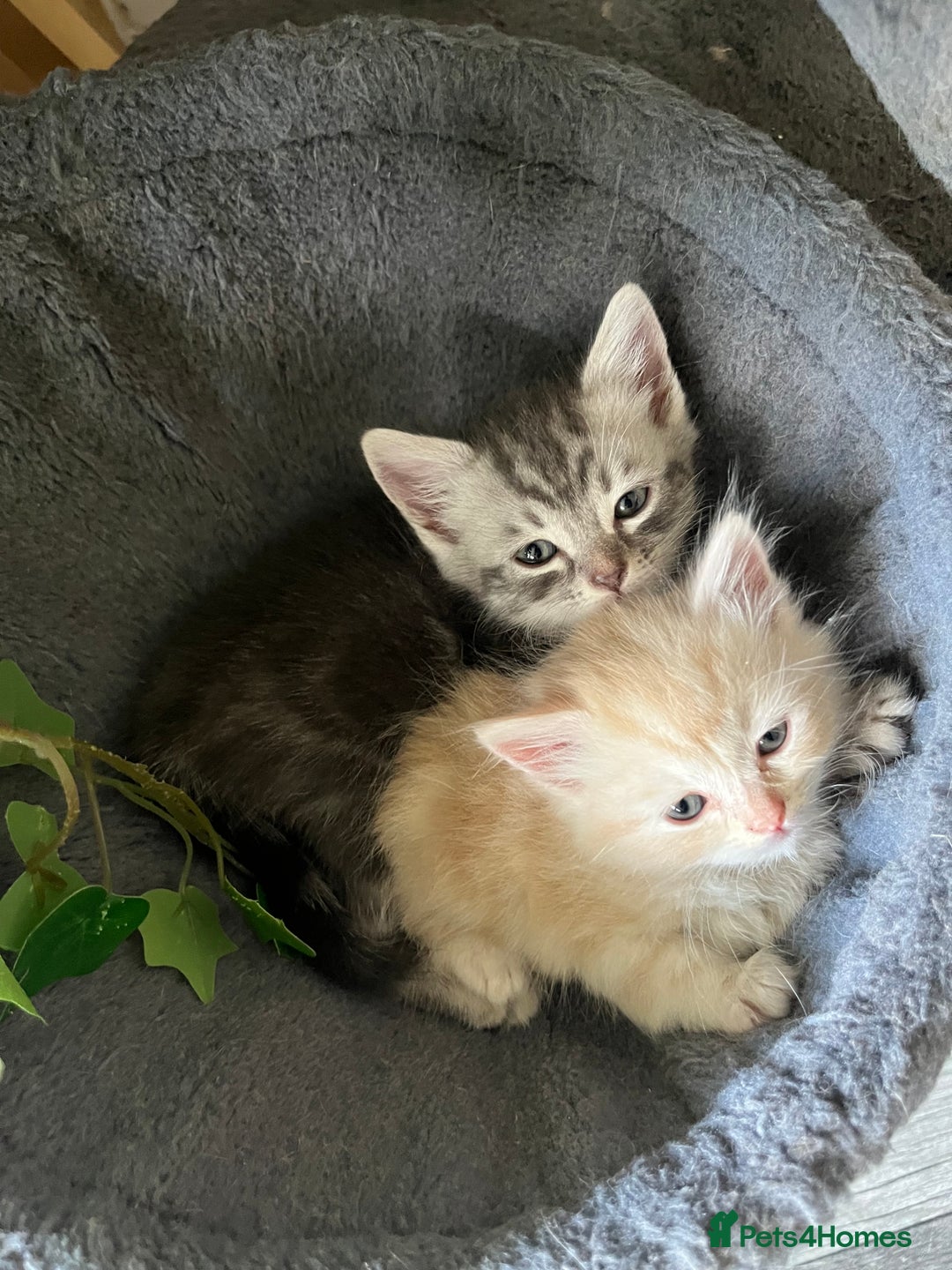 Mixed Breed cats for sale: British longhair cross kittens  - Image 1