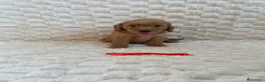 Mini Goldendoodle 3