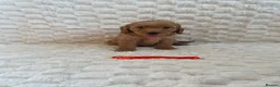 Mini Goldendoodle dogs for sale: Beautiful miniature Goldendoodles - Advert 2