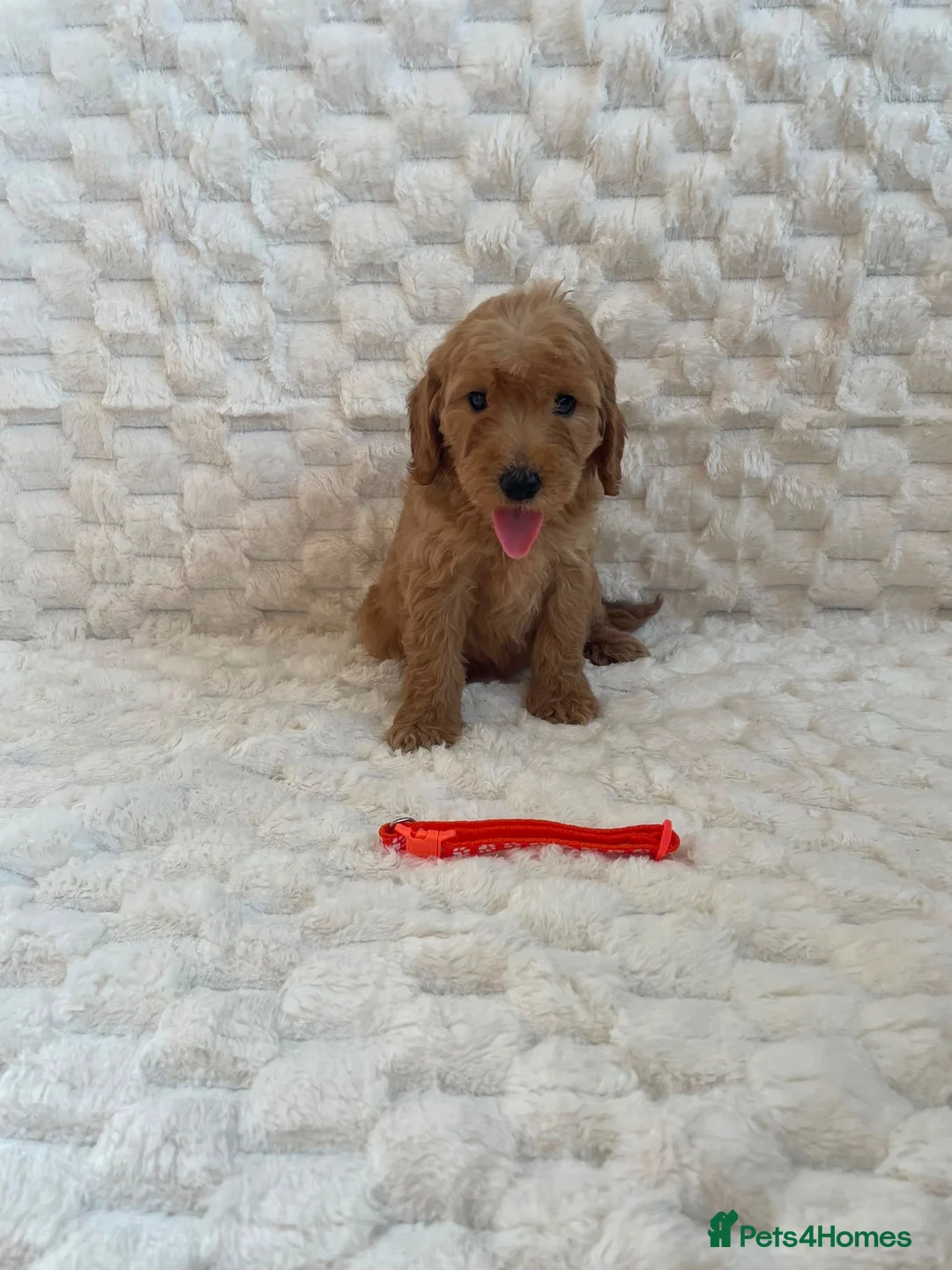 Mini Goldendoodle dogs for sale: Beautiful miniature Goldendoodles - Advert 2