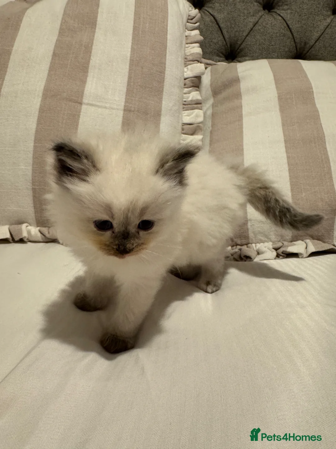 Ragdoll cats for sale: Ragdoll kittens for sale, male and female - Advert 18