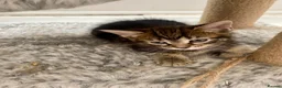 Mixed Breed cats for sale: Beautiful kittens ready now - Advert 5