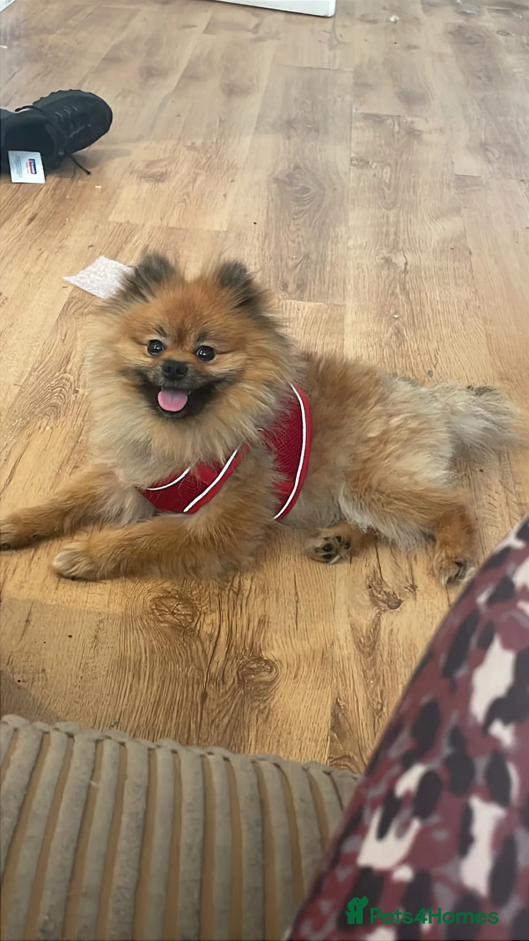Pomeranian dogs for sale: Pomarain in Leatherhead - Advert 4