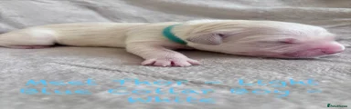 Thor - Light Blue Collar