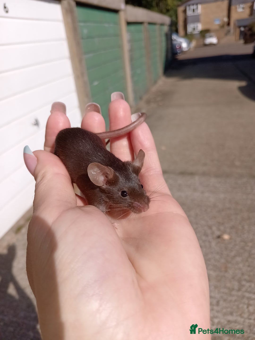 Mouse rodents for sale: Male fancy mice for sale  - Image 5
