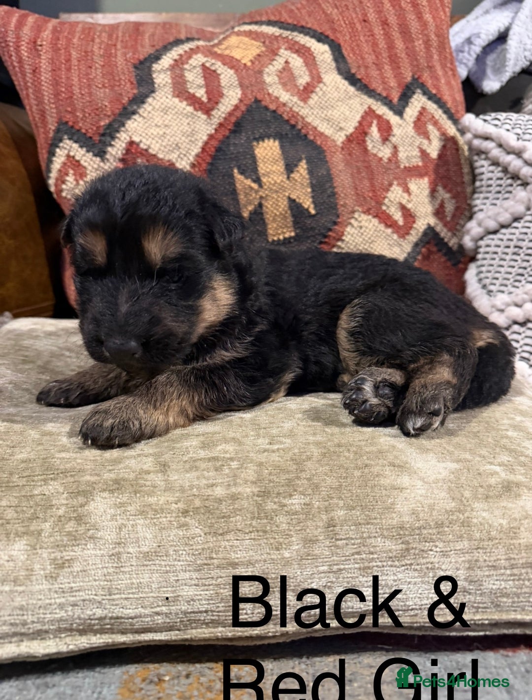 German Shepherd dogs for sale: Long Haired Health Tested German Shepherd Pups  - Advert 11