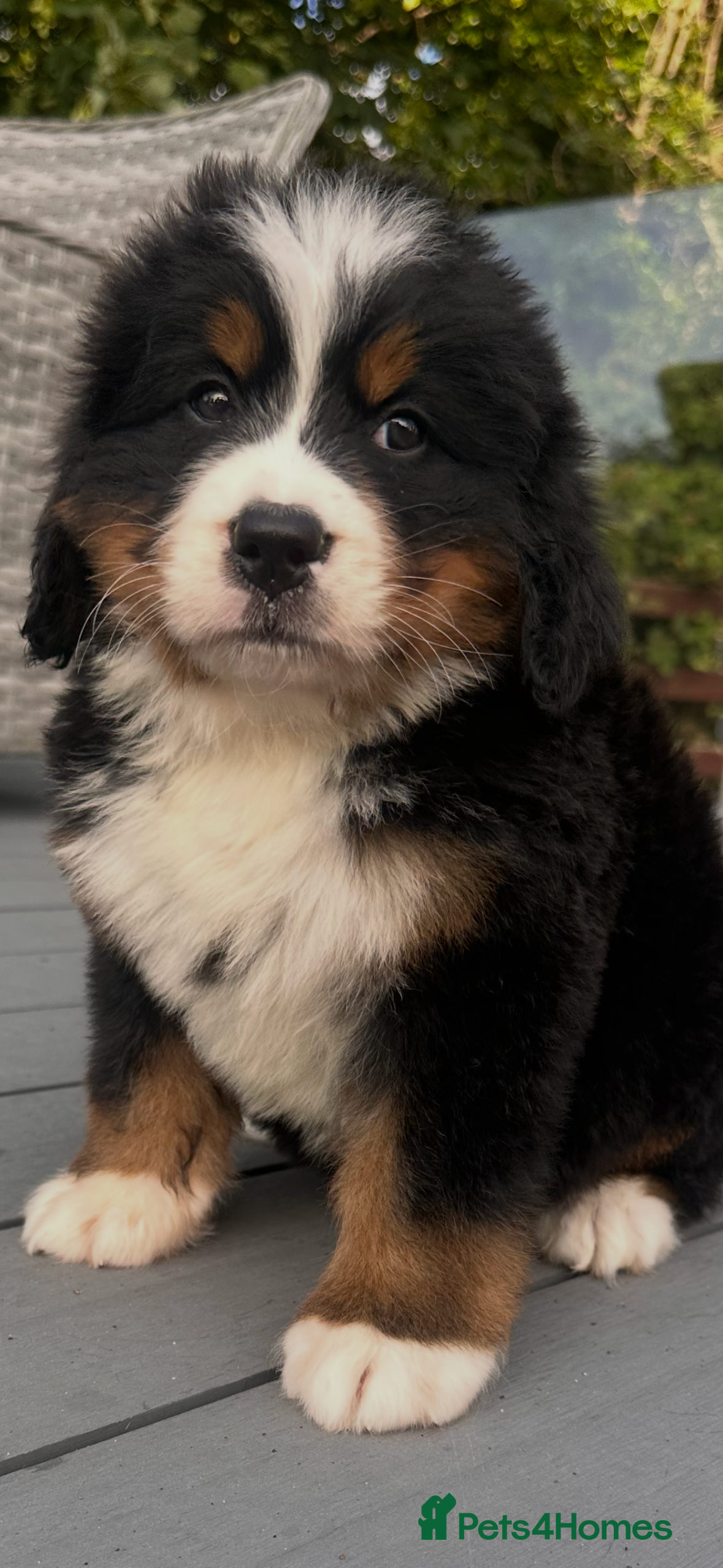 Bernese Mountain Dog dogs Bernese mountain pups  - Advert 13