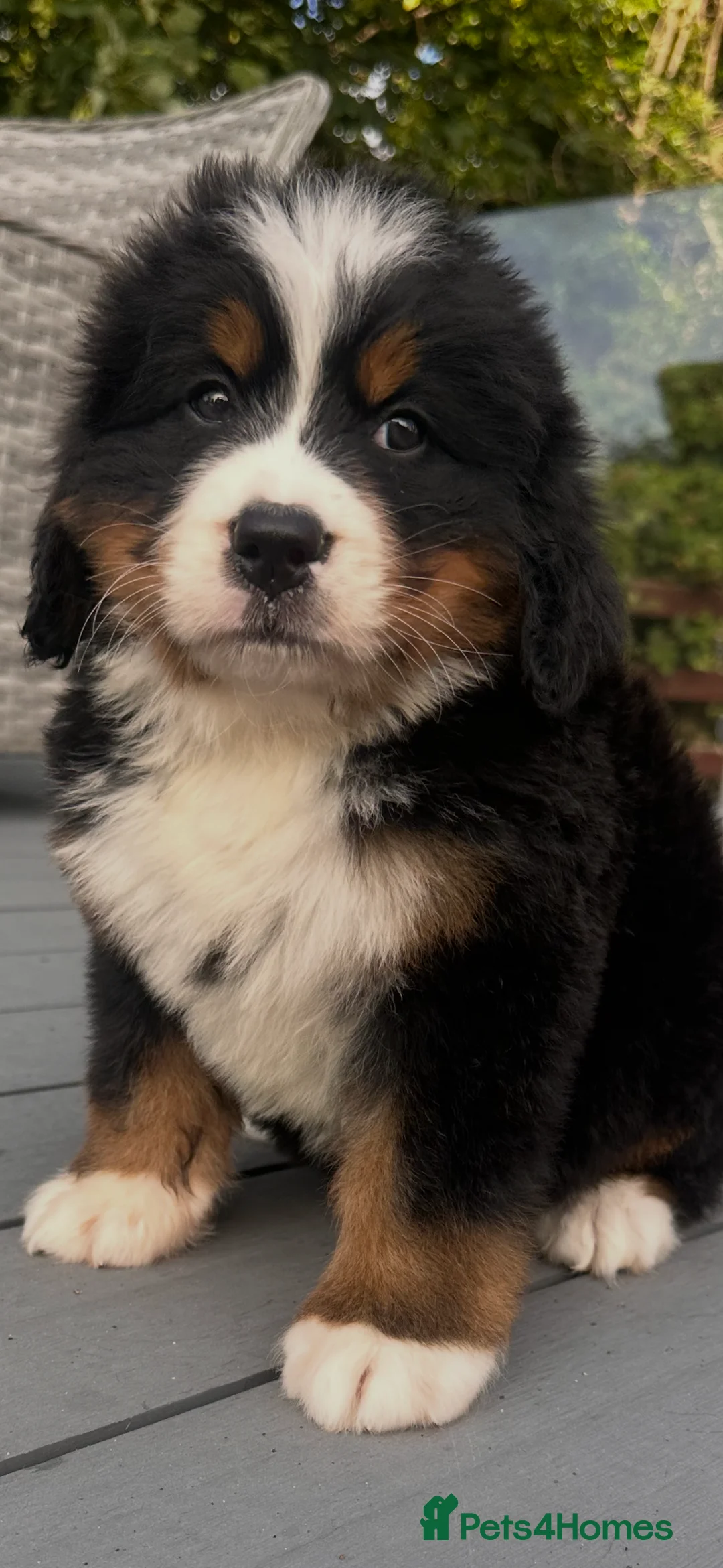 Bernese Mountain Dog dogs for sale: Bernese mountain pups  - Advert 1