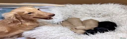 Miniature Dachshund dogs for sale: KC Longhaired Cream Miniature Dachshund Puppies - Advert 11
